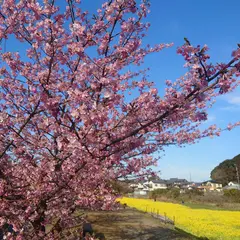 河津桜祭り