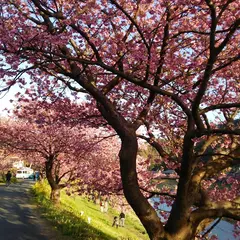 〒413-0513 静岡県賀茂郡河津町浜７９−４