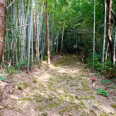 高野坂の竹林