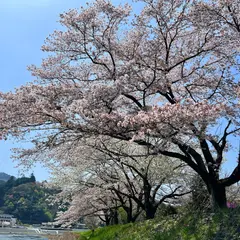 小庄の桜並木