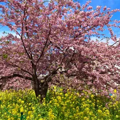 河津桜並木&菜の花ロード
