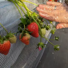 strawberryfarmふじもと（いちご狩り）