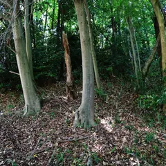 桜井茶臼山古墳