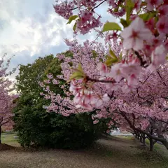 阿部池さくらロード