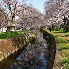 引地川の桜並木