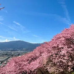 松田町の河津桜