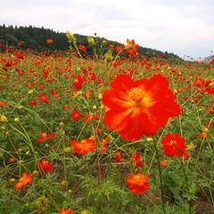 町場地区園地