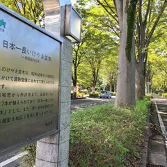 日本一長いケヤキ並木