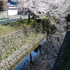 東川桜通り