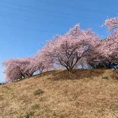 榛の森公園