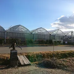 夢いちごの郷 菅野農園 いちご狩り