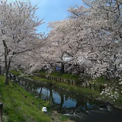 氷川桜パーク
