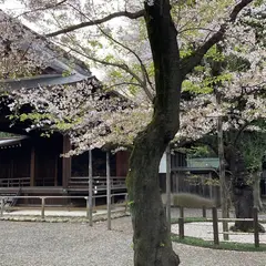 桜の標準木