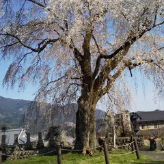 原間の糸桜