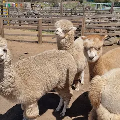 새별프렌즈 동물원(saebyeol friends zoo)