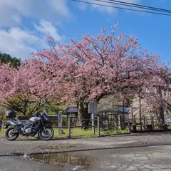 黒田の百年桜