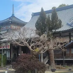 真教寺［真宗大谷派］