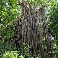 カーテン・フィグ国立公園