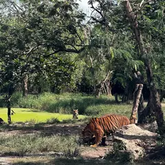 Tiger Den Safari Park Bangkok