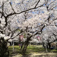 桜の広場