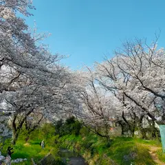 引地川沿いの千本桜
