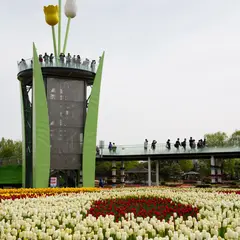 大花壇