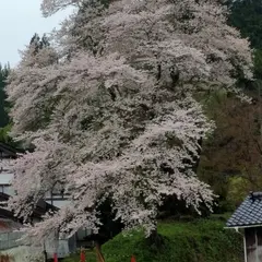 駒つなぎ桜