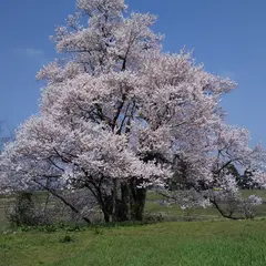 向野の桜