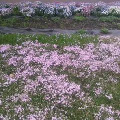 ひょうたん島池 (竹袋調整池) 芝桜