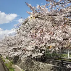 渋川沿いの桜