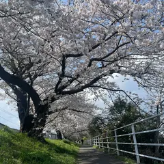 金目川桜並木