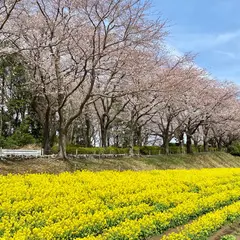 尾根緑道 菜の花畑