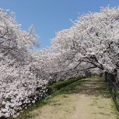 酒津公園 桜のトンネル