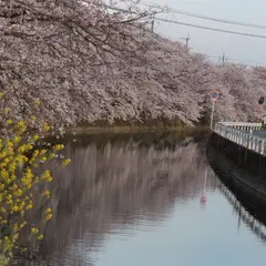 西部排水路西鶴橋付近の桜並木