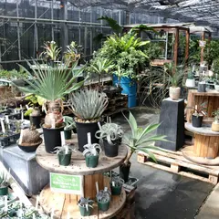 AONOKI（アオノキ）