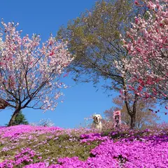 芝桜 花桃公園