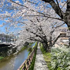 天神川 桜並木