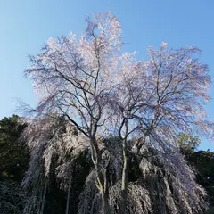 日枝神社のしだれ桜