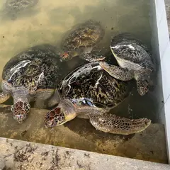 DELUANG SARI Penangkaran Penyu Bali Tanjung Benoa