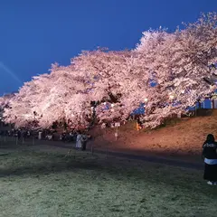 おおがわら桜まつり会場