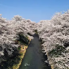 吉野瀬川桜並木
