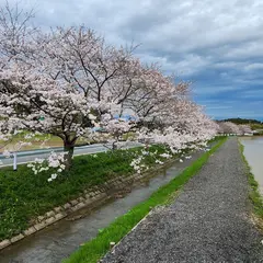 札森さくら街道