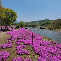 立谷川の芝桜
