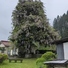 旦荒神の藤