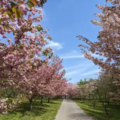 羅生門さくら公園