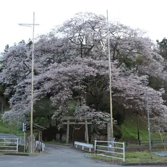 新殿神社の石割桜