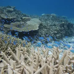 サンエイト池間島 八重干瀬シュノーケル