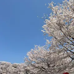 赤城 千本桜 南駐車場