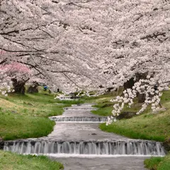 観音寺川桜並木公園