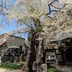 八方薬師堂の江戸彼岸桜